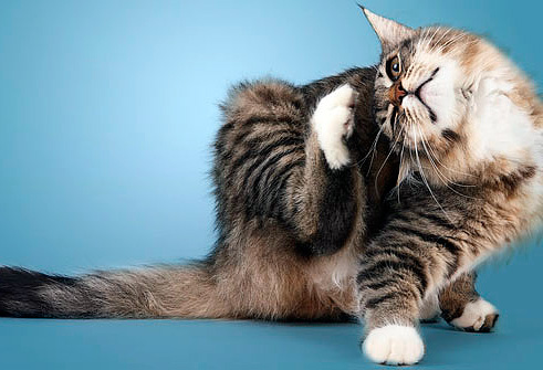 Sprechen wir über Flohhalsbänder für Katzen. Sprechen wir über Flohhalsbänder für Katzen