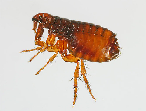 Flohhalsbänder enthalten Insektizide und Repellentien Flohhalsbänder enthalten Insektizide und Repellentien