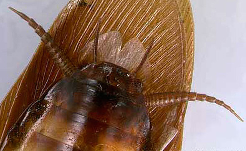 Cerci Cerci