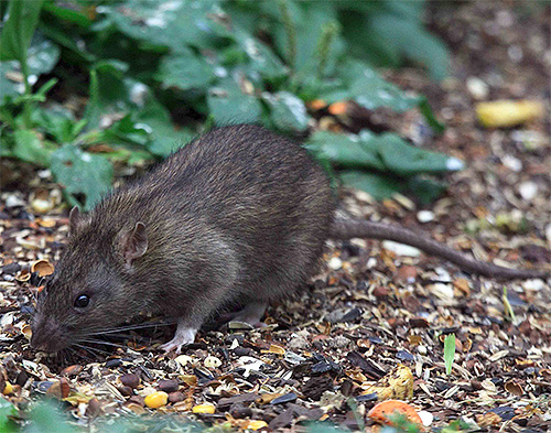 Wanderratte - Überträger der Pest Wanderratte - Überträger der Pest