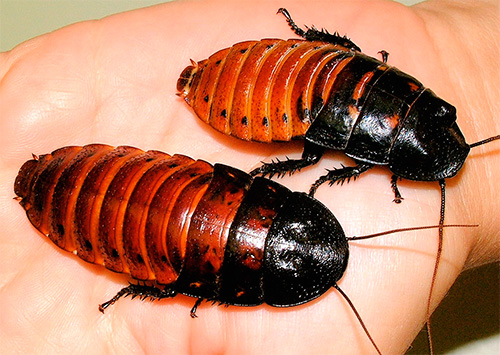 Madagassische Fauchschabe (Gromphadorrhina portentosa) Madagassische Fauchschabe (Gromphadorrhina portentosa)
