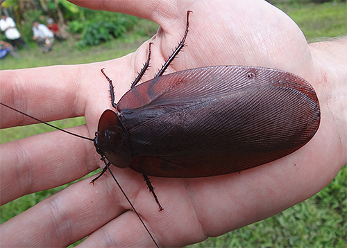 Megaloblatta longipennis Megaloblatta longipennis