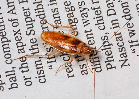 Rotbraune Kakerlake (Blattella germanica) Rotbraune Kakerlake (Blattella germanica)