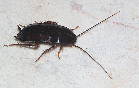 Foto der Schwarzen Kakerlake (Blatta orientalis) Foto der Schwarzen Kakerlake (Blatta orientalis)
