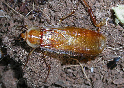 Shelfordella tartara, Männchen Shelfordella tartara, Männchen