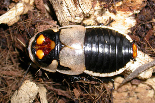 Lucihormetica subcincta Lucihormetica subcincta