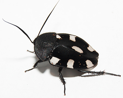 Schachbrettschabe (Therea Bernhardti) Schachbrettschabe (Therea Bernhardti)