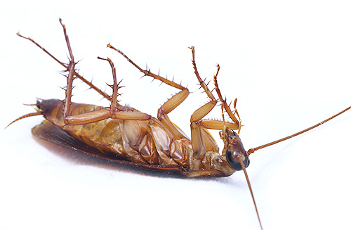 Vorteil von Sprays: Hohe Geschwindigkeit der Insektenvernichtung Vorteil von Sprays: Hohe Geschwindigkeit der Insektenvernichtung