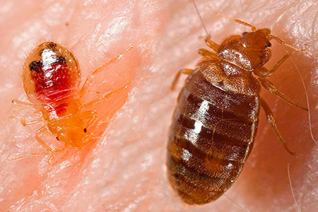 Foto: Wanzenlarve und erwachsenes Exemplar beim Blutsaugen Foto: Wanzenlarve und erwachsenes Exemplar beim Blutsaugen