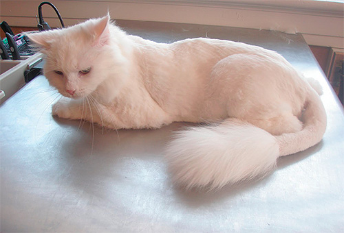 Wenn die Katze von Flöhen geplagt wird... Wenn die Katze von Flöhen geplagt wird