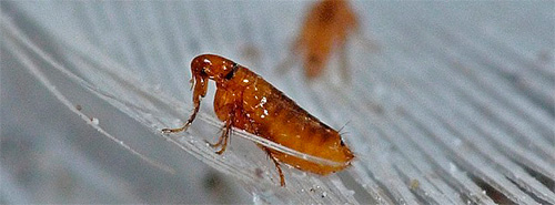 Die Flohbekämpfung mit mechanischen Methoden ist aufwändig und oft wenig effektiv Die Flohbekämpfung mit mechanischen Methoden ist aufwändig und oft wenig effektiv