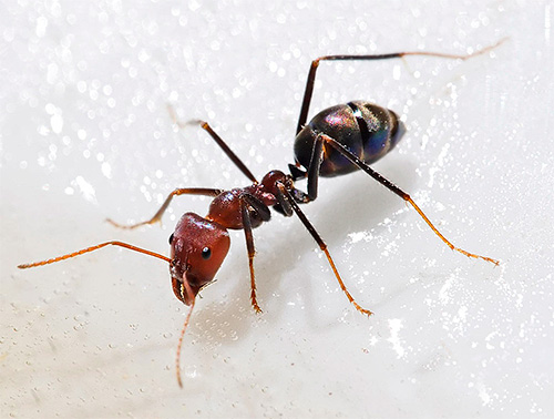 Bei Ameisen verursacht Borsäure Störungen des Nervensystems und den anschließenden Tod des Insekts Bei Ameisen verursacht Borsäure Störungen des Nervensystems