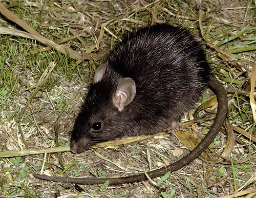 Rattenflöhe sind potenzielle Überträger der Beulenpest Rattenflöhe sind potenzielle Überträger der Beulenpest