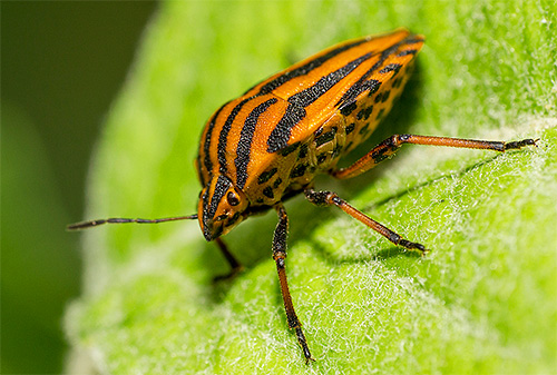 Gestreifte Baumwanze, oder Graphosoma lineatum lineatum Gestreifte Baumwanze, oder Graphosoma lineatum lineatum
