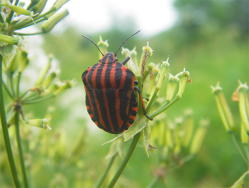 Das Schildchen von Graphosoma liegt mit einer breiten Basis nach vorne und ist hinten leicht verjüngt. Das Schildchen von Graphosoma liegt mit einer breiten Basis nach vorne und ist hinten leicht verjüngt.