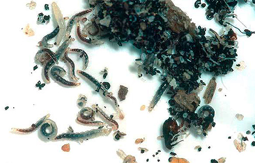 Die Larven der Rattenflöhe ernähren sich von verrottenden organischen Stoffen und unverdautem Blut in den Exkrementen der erwachsenen Tiere Die Larven der Rattenflöhe ernähren sich von verrottenden organischen Stoffen