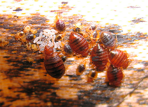 Bettwanzen unter der Matratze des Sofas Bettwanzen unter der Matratze des Sofas