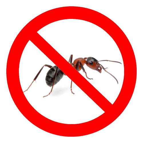 Bei der Wahl des Mittels gegen Ameisen müssen eine Reihe von Eigenschaften des Präparats berücksichtigt werden: Wirksamkeit, Sicherheit, Wirkungsgeschwindigkeit auf die Insekten, Preis und andere. Bei der Wahl des Mittels gegen Ameisen müssen eine Reihe von Eigenschaften des Präparats berücksichtigt werden