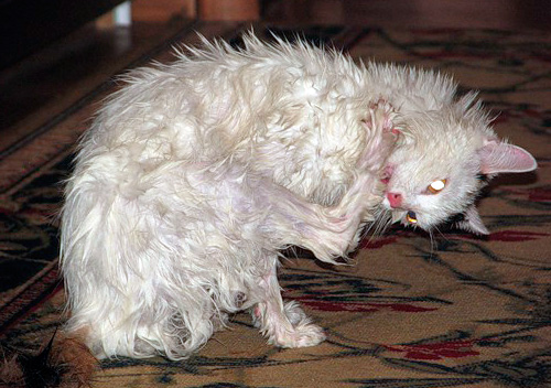 Der Katze darf nicht erlaubt werden, das Shampoo abzulecken Der Katze darf nicht erlaubt werden, das Shampoo abzulecken