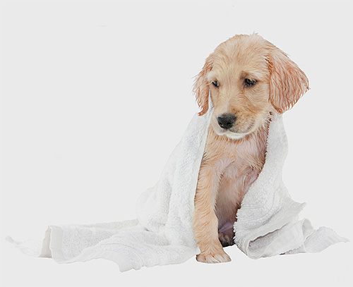 Jedes Flohshampoo für Hunde hat seine Vor- und Nachteile... Jedes Flohshampoo für Hunde hat seine Vor- und Nachteile
