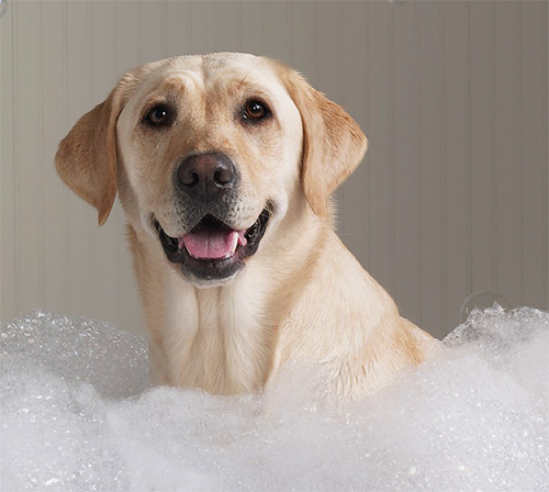 Wenn der Hund schnell gebadet werden muss, bereiten Sie am besten ein Bad mit Shampooschaum vor. Wenn der Hund schnell gebadet werden muss, bereiten Sie am besten ein Bad mit Shampooschaum vor