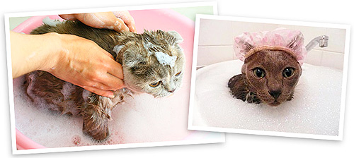 Floh-Shampoos töten nicht nur Parasiten ab, sondern pflegen auch das Fell des Haustieres. Floh-Shampoos töten nicht nur Parasiten ab, sondern pflegen auch das Fell des Haustieres.