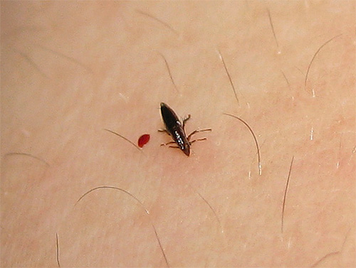 Erwachsene Flöhe ernähren sich ausschließlich von Blut, daher sind nicht alle Insektizide gegen sie wirksam. Erwachsene Flöhe ernähren sich ausschließlich von Blut, daher sind nicht alle Mittel gegen sie wirksam.