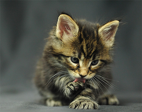 Für Katzen und Kätzchen kann das Ablecken von Gift von Oberflächen sehr gefährlich sein. Denken Sie daran! Für Katzen und Kätzchen kann das Ablecken von Gift von Oberflächen sehr gefährlich sein