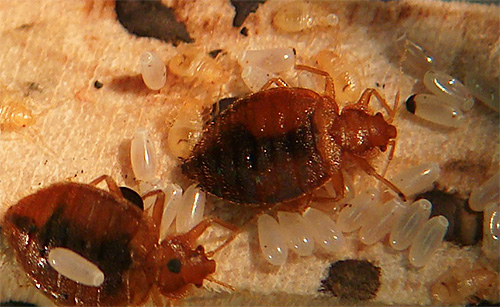 Dank Metaphos vernichtet Tetrix blutsaugende Insekten und ihre Larven zuverlässig Dank Metaphos vernichtet Tetrix blutsaugende Insekten und ihre Larven zuverlässig