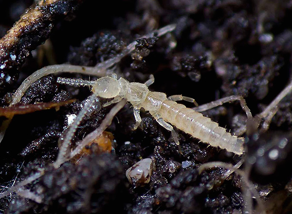 Collembolen (Springschwänze) sind kleine, fast weiße Insekten, die man manchmal in Blumentöpfen mit Pflanzen findet. Collembolen (Springschwänze) sind kleine, fast weiße Insekten, die man manchmal in Blumentöpfen mit Pflanzen findet.