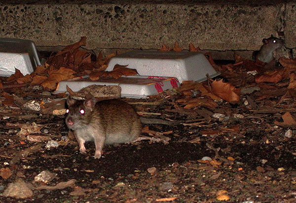 Flöhe können auf Ratten und Mäusen parasitieren und mit ihnen in menschliche Behausungen eindringen. Flöhe können auf Ratten und Mäusen parasitieren und mit ihnen in menschliche Behausungen eindringen.