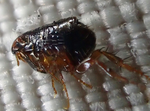Mit modernen Insektizidmitteln gelingt es in vielen Fällen, Flöhe buchstäblich innerhalb weniger Stunden zu beseitigen. Mit modernen Insektizidmitteln gelingt es in vielen Fällen, Flöhe buchstäblich innerhalb weniger Stunden zu beseitigen.