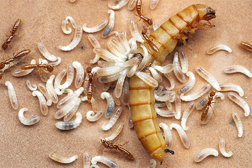 Die Larven von Ameisen benötigen proteinreiche Nahrung Die Larven von Ameisen benötigen proteinreiche Nahrung