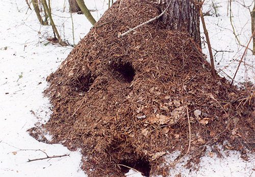 Im Winter wirkt ein Ameisenbau leer, aber in seinem Inneren geht das Leben weiter. Im Winter wirkt ein Ameisenbau leer, aber in seinem Inneren geht das Leben weiter.