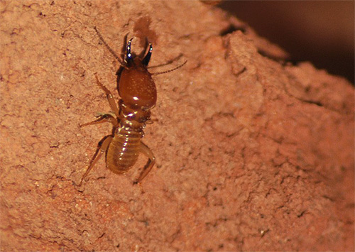 Die Termite ähnelt zwar ein wenig der Ameise, ist aber biologisch gesehen näher mit den Schaben verwandt. Die Termite ähnelt zwar ein wenig der Ameise, ist aber biologisch gesehen näher mit den Schaben verwandt.