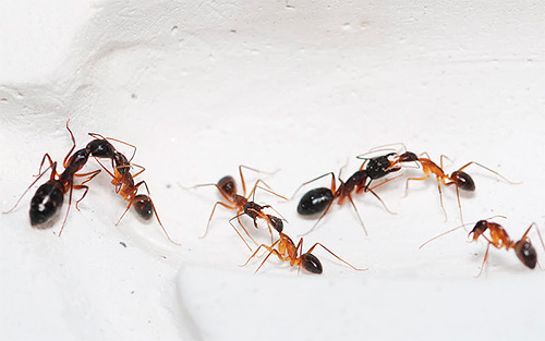 Kreiden und Stäube sollten auf den möglichen Bewegungswegen der Insekten in der Wohnung eingesetzt werden Kreiden und Stäube sollten auf den möglichen Bewegungswegen der Insekten in der Wohnung eingesetzt werden