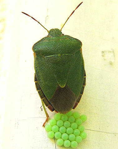 Auch das Gelege der Baumwanzen hat eine grüne Farbe Auch das Gelege der Baumwanzen hat eine grüne Farbe