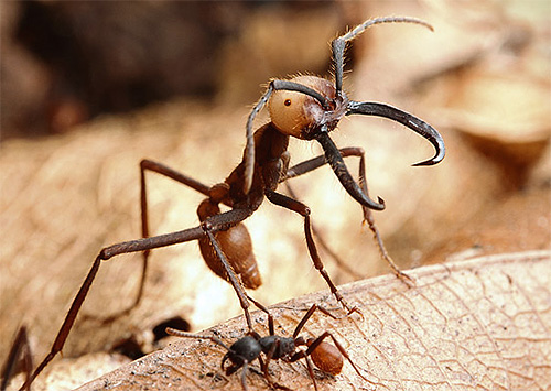 Die Königinnen der Wanderameisen sind einfach riesig. Die Königinnen der Wanderameisen sind einfach riesig.