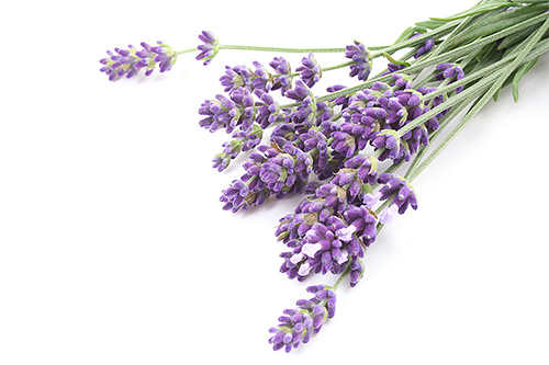 Lavendelblüten werden seit langem als Hausmittel gegen Motten eingesetzt Lavendelblüten werden seit langem als Hausmittel gegen Motten eingesetzt