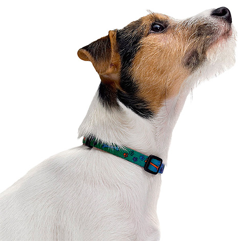 Ein korrekt angelegtes Halsband schließt das Auftreten von Kontaktdermatitis beim Hund aus Ein korrekt angelegtes Halsband schließt das Auftreten von Kontaktdermatitis aus