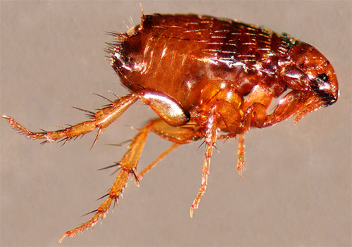 Vor der Anwendung eines insektizid-akariziden Halsbandes sollten die Flöhe beim Hund möglichst entfernt werden. Vor der Anwendung eines insektizid-akariziden Halsbandes sollten die Flöhe beim Hund möglichst entfernt werden.