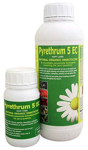 Im Ausland werden Pyrethrum-Pulver und -Konzentrat zur Bekämpfung von Bettwanzen und Gartenschädlingen eingesetzt Im Ausland werden Pyrethrum-Pulver und -Konzentrat zur Bekämpfung von Bettwanzen und Gartenschädlingen eingesetzt