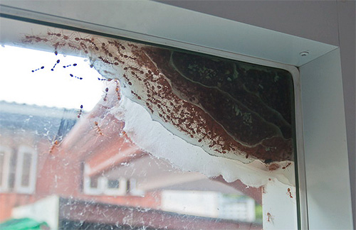 Der Ameisenhaufen kann sich sowohl in der Wohnung als auch außerhalb ihrer Grenzen befinden Der Ameisenhaufen kann sich sowohl in der Wohnung als auch außerhalb ihrer Grenzen befinden