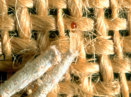 Obwohl die Larven der Motte die Kleidung beschädigen, muss man auch die erwachsenen Tiere – die Falter – bekämpfen. Obwohl die Larven der Motte die Kleidung beschädigen, muss man auch die erwachsenen Tiere – die Falter – bekämpfen.