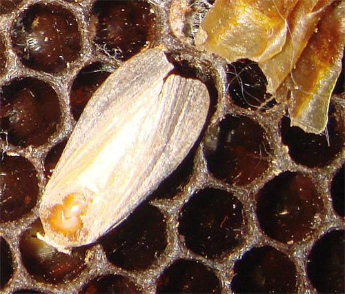 Die Große Wachsmotte oder Bienenmotte lebt in der Nähe von Bienen, und ihre Larven werden zur Herstellung des berühmten Extrakts verwendet... Die Große Wachsmotte oder Bienenmotte lebt in der Nähe von Bienen, und ihre Larven werden zur Herstellung des berühmten Extrakts verwendet.