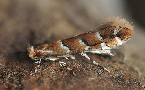 Die Rosskastanien-Miniermotte parasitiert an Kastanien und Ahornbäumen Die Rosskastanien-Miniermotte parasitiert an Kastanien und Ahornbäumen