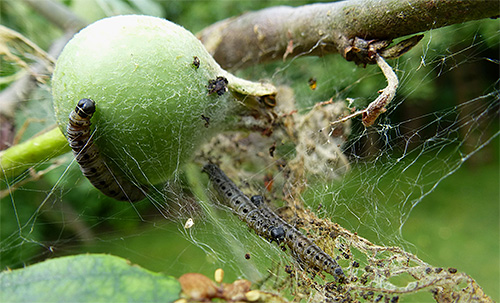 Die Larven des Apfelwicklers verhindern, dass die Früchte reifen können. Die Larven des Apfelwicklers verhindern, dass die Früchte reifen können.
