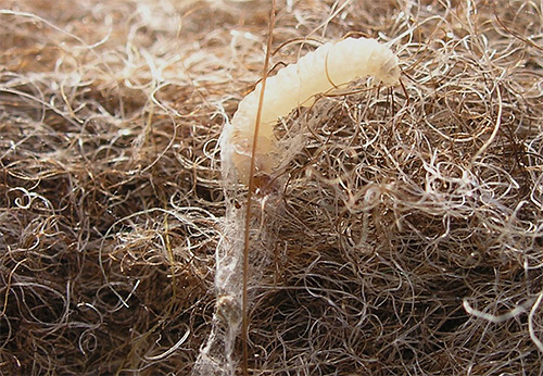 Die Larven der Kleidermotte können sich nicht nur von Kleidung, sondern sogar von den Fasern der Möbelpolsterung ernähren. Die Larven der Kleidermotte können sich nicht nur von Kleidung, sondern sogar von den Fasern der Möbelpolsterung ernähren.