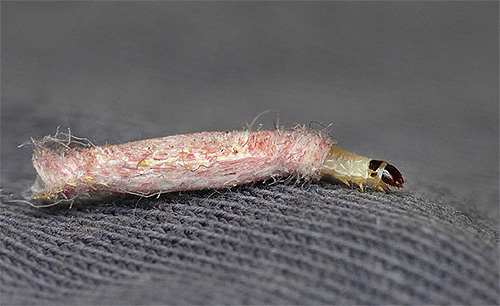 Wenn man die Oberfläche mit einer insektiziden Lösung oder einem Aerosol behandelt, sterben die Mottenraupen, wenn sie darauf herumkriechen. Wenn man die Oberfläche mit einer insektiziden Lösung oder einem Aerosol behandelt, sterben die Mottenraupen, wenn sie darauf herumkriechen.