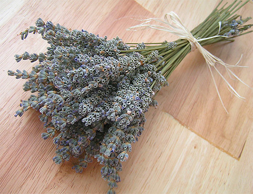 Der Duft von Lavendel vertreibt Motten wirksam. Der Duft von Lavendel vertreibt Motten wirksam.